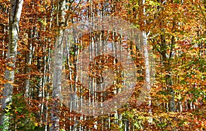 the leaves of the trees in the forest with the colors of autumn