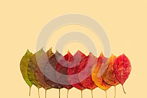 Leaves of trees - gradients from green to yellow on a light orange background. Natural color gradation from summer to autumn.