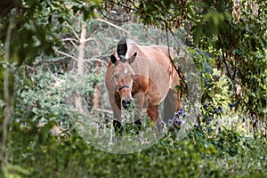 Among the leaves of trees grazing horse red