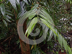 Leaves of trees growing by the river close up ; Rain forest deniyaya, srilanka