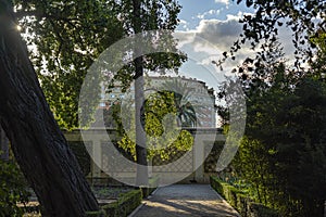 The leaves of the trees have a silver lining by the low sun in the botanical garden Jardi Botanic Valencia, Spain