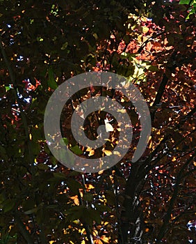 Leaves of trees in Morarilor Park in Bucharest