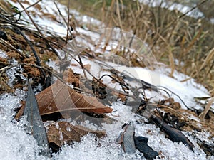 Leaves of the trees under the snow