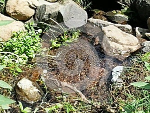 Leaves from trees that are in the water