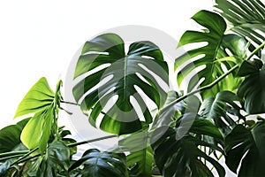 Leaves of tropical \'Monstera Deliciosa\' houseplant with fenestration and holes photo