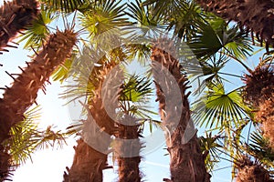 Leaves of a tropical palm tree