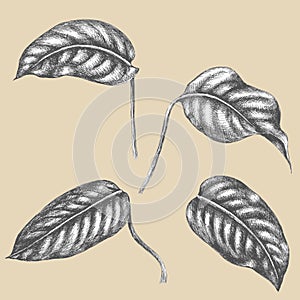 Leaves of tropical plant.