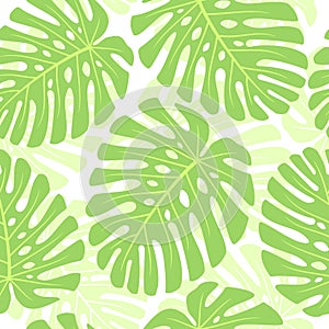 Leaves of tropical plant - Monstera. Seamless.