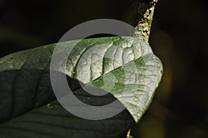 Leaves of tropical plants growing in the jungle. Details of the innervation of the leaf blade. Nerves and connections of green