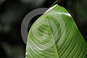 Leaves of tropical plants growing in the jungle. Details of the innervation of the leaf blade. Nerves and connections of green photo