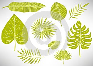 Tropical leaves set, plants isolated on white background. Big set of green hand drawn floral icons, flowers.