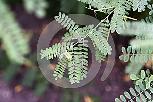 .Leaves of true indigo shrub in the summer garden