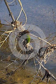 Leaves and trunks accumulate on branch that hangs in the water. photo