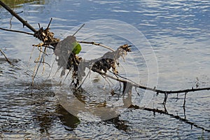 Leaves and trunks accumulate on branch that hangs in the water. photo