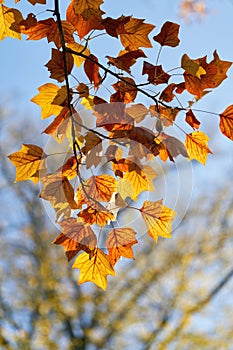 Leaves from a tulip tree Liriodendron tulipifera with bright autumn color in the Herrenkrugpark in Magdeburg