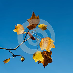 Leaves of a tulip tree, Liriodendron tulipifera with colorful autumn color