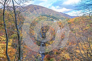 Leaves turning color in autumn in Naruko Gorge - Osaki, Miyagi, Japan