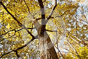 Leaves turning yellow in. Autumn in coming.