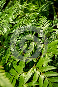 Leaves of two subspecies of Davallia Fern as the green background photo