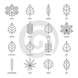 Leaves types with names outline vector icon set.