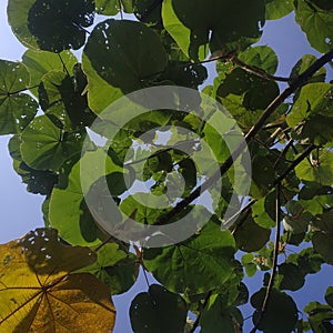 Leaves under the hot sun.Background