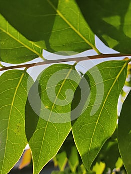 Leaves under sun , sun kissed leaves