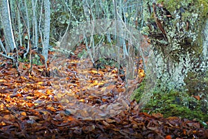 Leaves under the sunlight in the forest photo