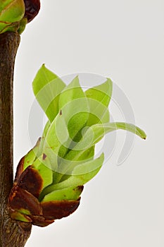 Leaves unfurling from tree bud close up in spring