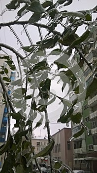 Leaves in an unusual ice captivity.