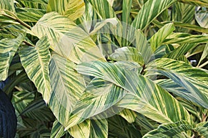 Leaves of the variegated Shell Ginger plant, Alpinia zerumbet Variegata