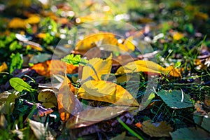 Leaves in various autumnal colors