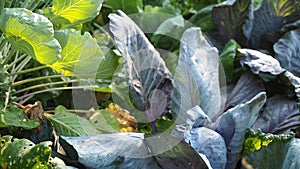 Leaves of various cabbage Brassicas plants in homemade garden plot in HD VIDEO.