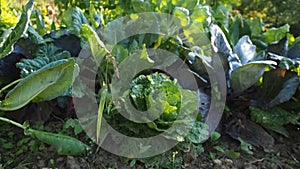 Leaves of various cabbage Brassicas plants in homemade garden plot in HD VIDEO.