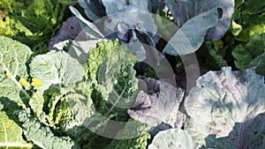 Leaves of various cabbage Brassicas plants in homemade garden plot in HD VIDEO.