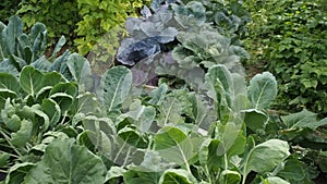 Leaves of various cabbage Brassicas plants in homemade garden plot in HD VIDEO.