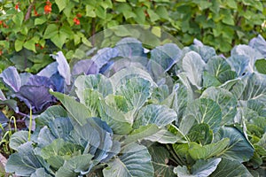 Leaves of various cabbage Brassicas plants in homemade garden plot. Vegetable patch.