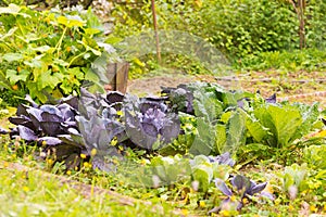 Leaves of various cabbage Brassicas plants in homemade garden plot. Vegetable patch with brassica, red and savoy cabbage.