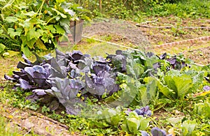 Leaves of various cabbage Brassicas plants in homemade garden plot. Vegetable patch with brassica, red and savoy cabbage.