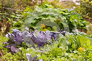 Leaves of various cabbage Brassicas plants in homemade garden plot. Vegetable patch with brassica, red and savoy cabbage.