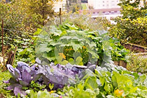 Leaves of various cabbage Brassicas plants in homemade garden plot. Vegetable patch with brassica, red and savoy cabbage.