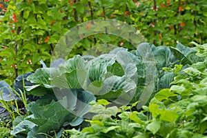 Leaves of various cabbage Brassicas plants in homemade garden plot. Vegetable patch with chard mangold, brassica, kohlrabi