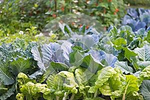 Leaves of various cabbage Brassicas plants in homemade garden plot. Vegetable patch with chard mangold, brassica, kohlrabi.