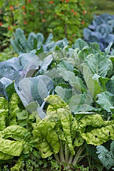 Leaves of various cabbage Brassicas plants in homemade garden plot. Vegetable patch with chard mangold, brassica, kohlrabi.