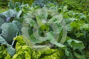 Leaves of various cabbage Brassicas plants in homemade garden plot. Vegetable patch with chard mangold, brassica, kohlrabi