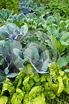 Leaves of various cabbage Brassicas plants in homemade garden plot. Vegetable patch with chard mangold, brassica, kohlrabi