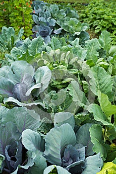Leaves of various cabbage Brassicas plants in homemade garden plot. Vegetable patch with chard mangold, brassica, kohlrabi