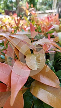 The leaves of various colors have art in plants with fresh colors