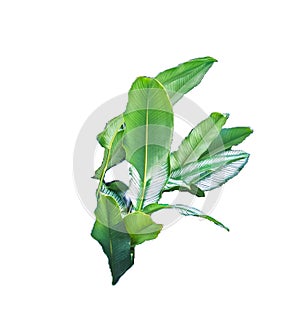 Leaves in various styles and types, ornamental plants, die cut, white background, isolated