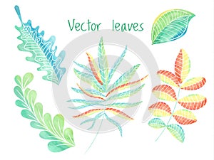 Leaves vector set, hand drawn eco collection