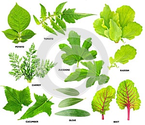Listy z zeleninový rostliny 
